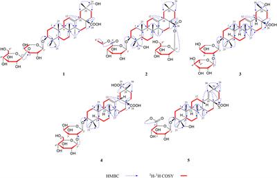 Triterpenoid Saponins From the Fruit of Acanthopanax senticosus (Rupr. & Maxim.) Harms